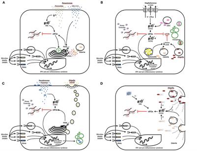 Integrated Stress Responses to Bacterial Pathogenesis Patterns